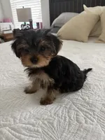 Luna, a female Yorkshire Terrier and Morkie for sale in Saint Augustine, FL – Photo 1 of 6