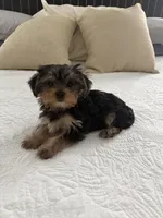 Luna, a female Yorkshire Terrier and Morkie for sale in Saint Augustine, FL – Photo 4 of 6