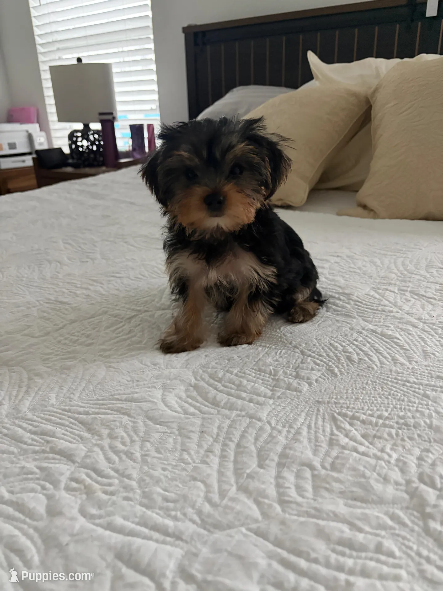 Luna, a female Yorkshire Terrier and Morkie for sale in Saint Augustine, FL – Photo 2 of 6