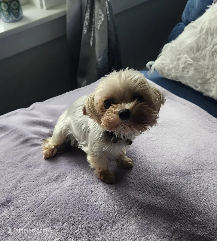 Beanie  – Yorkshire Terrier puppy for sale in Virginia Beach, VA