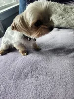 Beanie , a female Yorkshire Terrier for sale in Virginia Beach, VA – 3 of 3