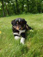 Max, a male Miniature Australian Shepherd for sale in Mora, MN – 3 of 8