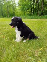 Tabouli, a female Miniature Australian Shepherd for sale in Mora, MN – 7 of 7