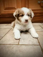 Copper, a male Miniature Australian Shepherd for sale in Mora, MN – Photo 2 of 2