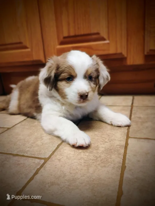 Copper, a male Miniature Australian Shepherd for sale in Mora, MN – Photo 1 of 2