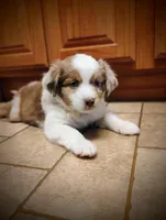 Copper, a male Miniature Australian Shepherd for sale in Mora, MN – Photo 1 of 2