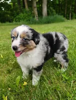 Delta, a female Miniature Australian Shepherd for sale in Mora, MN – 2 of 6
