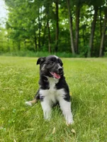 Tabouli, a female Miniature Australian Shepherd for sale in Mora, MN – 4 of 7