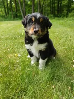 Max, a male Miniature Australian Shepherd for sale in Mora, MN – 4 of 8