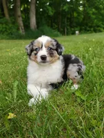 Delta, a female Miniature Australian Shepherd for sale in Mora, MN – 4 of 6