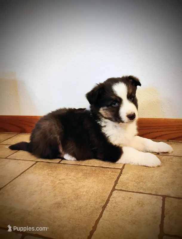 Bear, a male Miniature Australian Shepherd for sale in Mora, MN – Photo 1 of 2