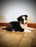 Bear, a male Miniature Australian Shepherd for sale in Mora, MN – Photo 1 of 2
