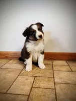 Bear, a male Miniature Australian Shepherd for sale in Mora, MN – Photo 2 of 2