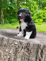 Charlie , a male Miniature Australian Shepherd for sale in Mora, MN – 5 of 7