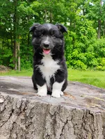 Charlie , a male Miniature Australian Shepherd for sale in Mora, MN – 4 of 7
