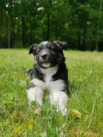 Tabouli, a female Miniature Australian Shepherd for sale in Mora, MN – 1 of 7