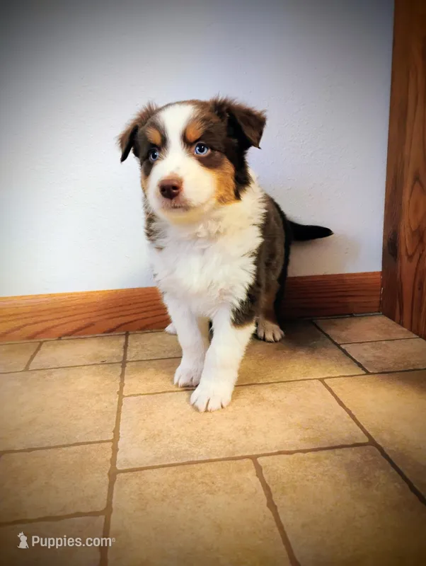 Trip, a male Miniature Australian Shepherd for sale in Mora, MN – Photo 1 of 2