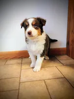 Trip, a male Miniature Australian Shepherd for sale in Mora, MN – Photo 1 of 2