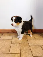 Trip, a male Miniature Australian Shepherd for sale in Mora, MN – Photo 2 of 2