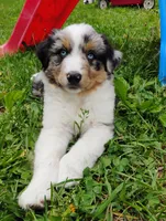 Ziggy, a male Miniature Australian Shepherd for sale in Mora, MN – 5 of 7