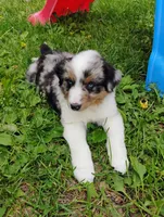 Ziggy, a male Miniature Australian Shepherd for sale in Mora, MN – 7 of 7