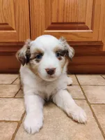 Coco , a female Miniature Australian Shepherd for sale in Mora, MN – Photo 1 of 2
