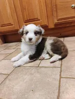 Coco , a female Miniature Australian Shepherd for sale in Mora, MN – Photo 2 of 2