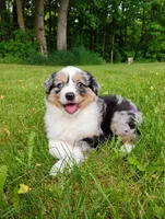 Delta, a female Miniature Australian Shepherd for sale in Mora, MN – 5 of 6
