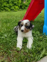 Ziggy, a male Miniature Australian Shepherd for sale in Mora, MN – 2 of 7