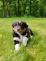 Max, a male Miniature Australian Shepherd for sale in Mora, MN – 6 of 8