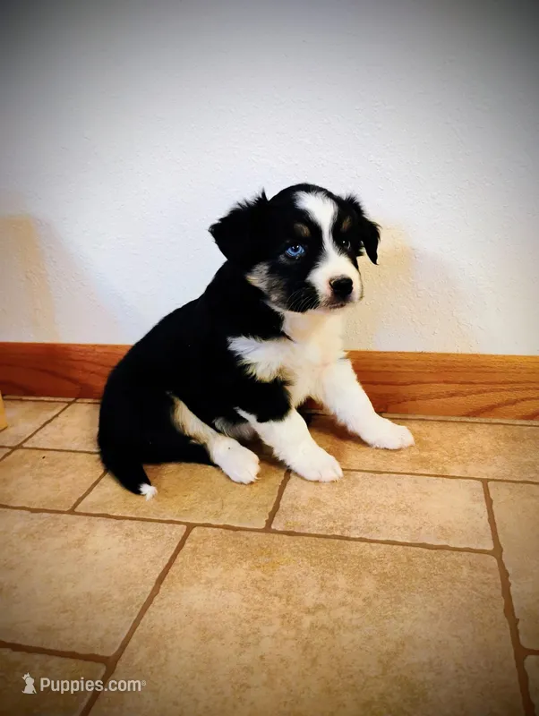 Tris, a male Miniature Australian Shepherd for sale in Mora, MN – Photo 1 of 2