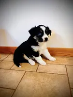 Tris, a male Miniature Australian Shepherd for sale in Mora, MN – Photo 1 of 2