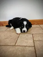 Tris, a male Miniature Australian Shepherd for sale in Mora, MN – Photo 2 of 2