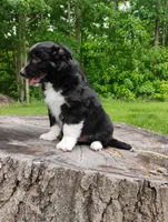 Charlie , a male Miniature Australian Shepherd for sale in Mora, MN – 3 of 7
