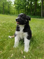 Tabouli, a female Miniature Australian Shepherd for sale in Mora, MN – 2 of 7