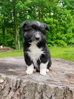 Charlie , a male Miniature Australian Shepherd for sale in Mora, MN – 6 of 7