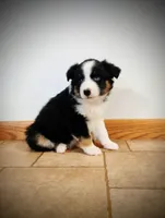 Koda, a male Miniature Australian Shepherd for sale in Mora, MN – Photo 2 of 2