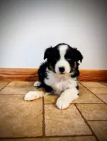 Koda, a male Miniature Australian Shepherd for sale in Mora, MN – Photo 1 of 2