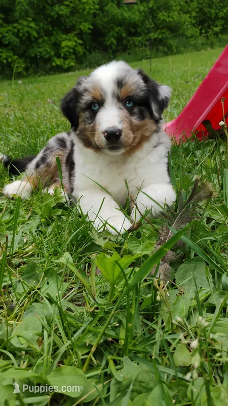 Ziggy – Miniature Australian Shepherd puppy for sale in Mora, MN