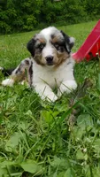 Ziggy, a male Miniature Australian Shepherd for sale in Mora, MN – 1 of 7