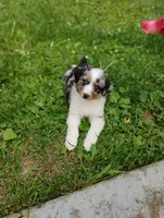 Ziggy, a male Miniature Australian Shepherd for sale in Mora, MN – 4 of 7
