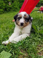 Ziggy, a male Miniature Australian Shepherd for sale in Mora, MN – 6 of 7