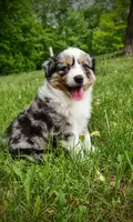 Delta, a female Miniature Australian Shepherd for sale in Mora, MN – 1 of 6