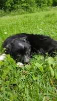 Charlie , a male Miniature Australian Shepherd for sale in Mora, MN – 2 of 7