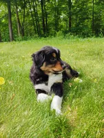 Max, a male Miniature Australian Shepherd for sale in Mora, MN – 7 of 8