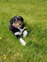 Max, a male Miniature Australian Shepherd for sale in Mora, MN – 5 of 8