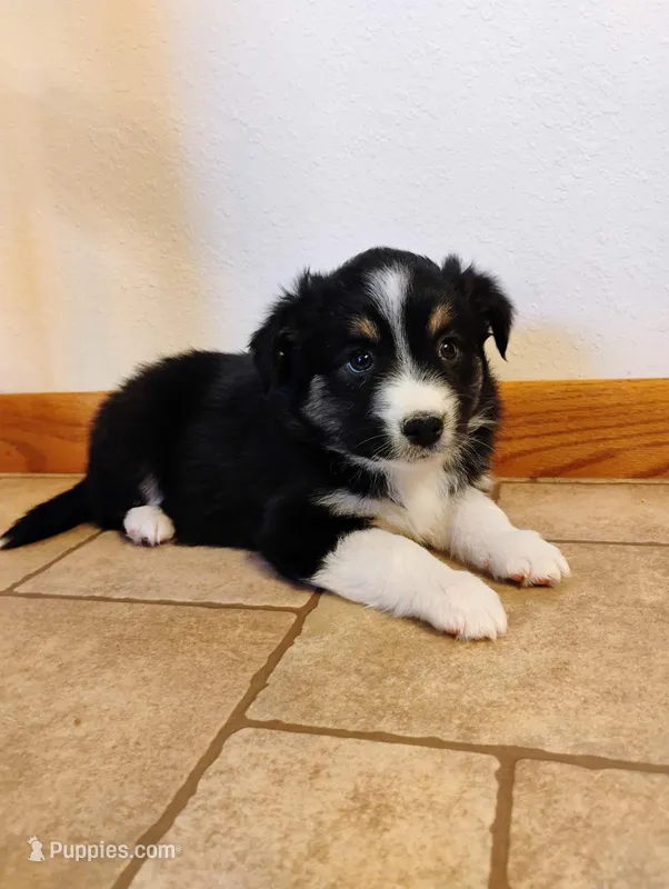 Butterball – Miniature Australian Shepherd puppy for sale in Mora, MN