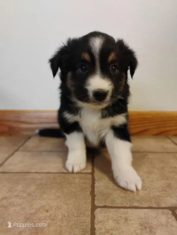 Butterball, a male Miniature Australian Shepherd for sale in Mora, MN – Photo 1 of 2