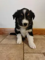 Butterball, a male Miniature Australian Shepherd for sale in Mora, MN – Photo 1 of 2