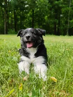 Tabouli, a female Miniature Australian Shepherd for sale in Mora, MN – 5 of 7